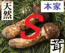 和・秋のS級松茸・狩り！（本家参上）
