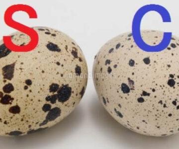 S&Cサイズ卵･大全集SP/抜けるもの厳選&ALLジャパン(レア)１時間超